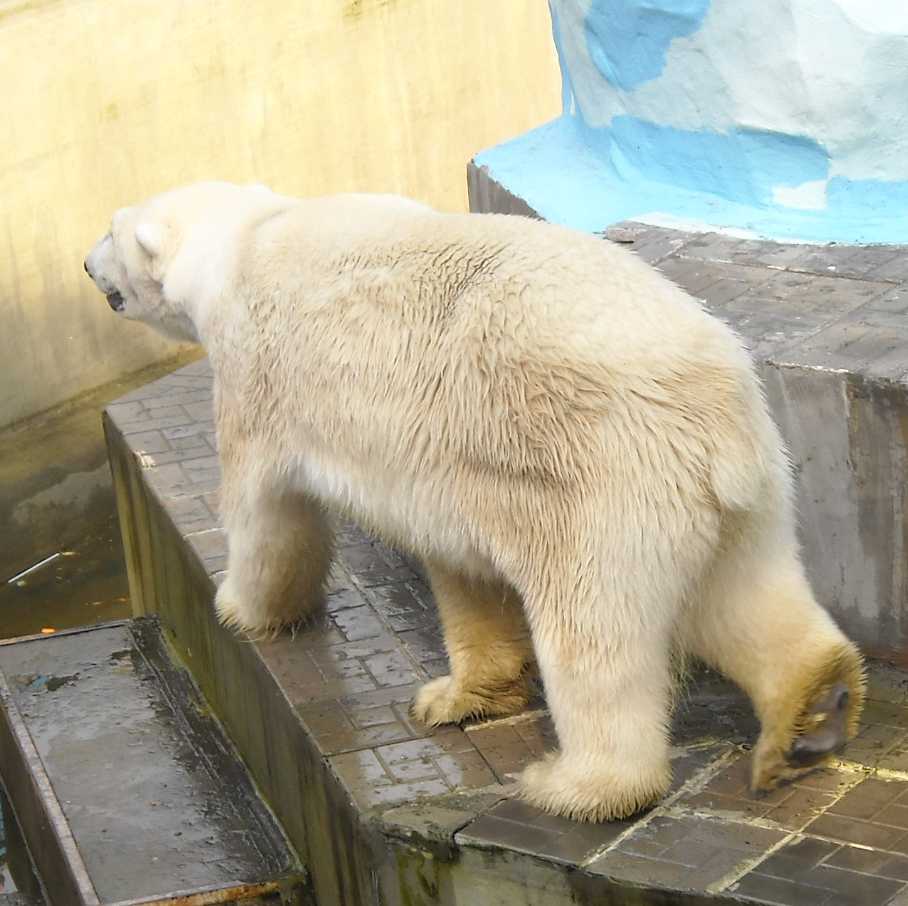   - Ursus maritimus  ( 9249) 
