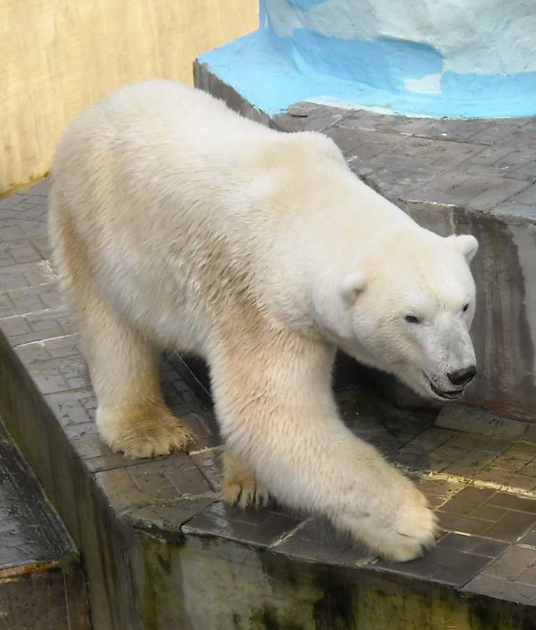   - Ursus maritimus  ( 9250) 