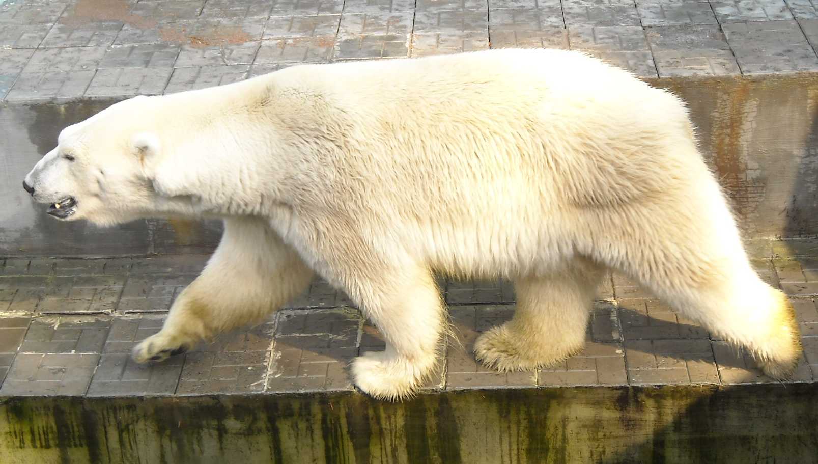   - Ursus maritimus  ( 9251) 