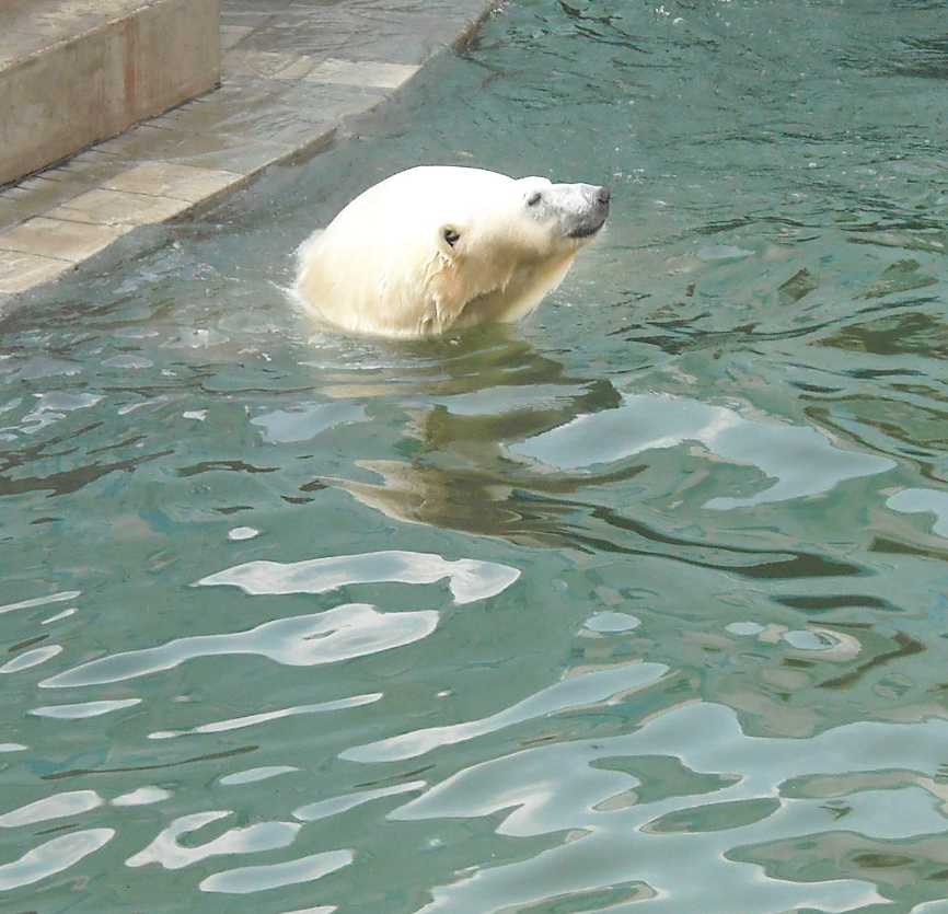   - Ursus maritimus  ( 9254) 