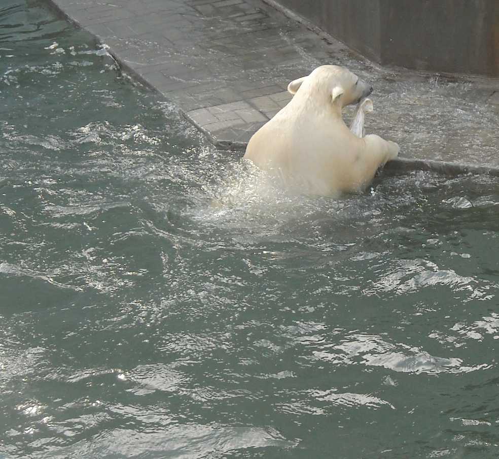   - Ursus maritimus  ( 9255) 