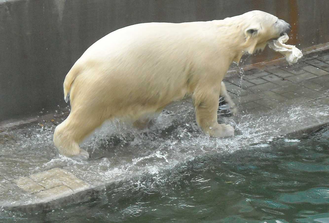   - Ursus maritimus  ( 9256) 