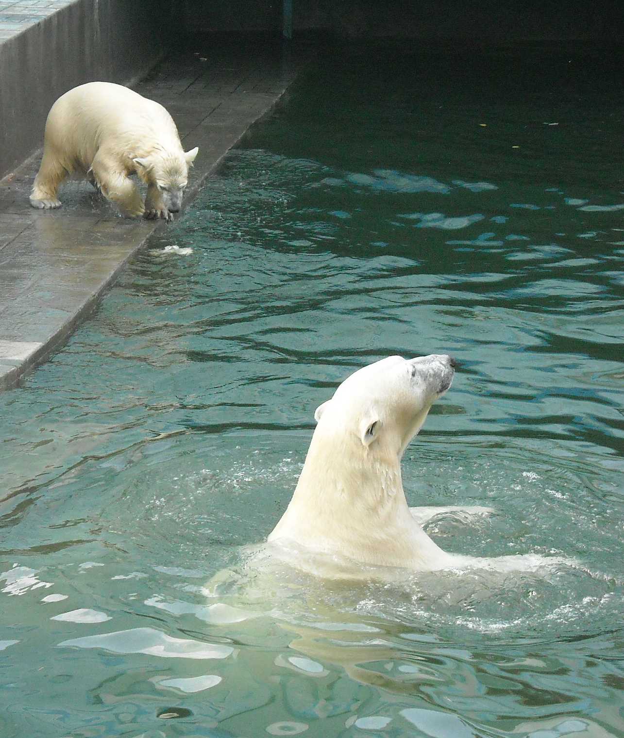   - Ursus maritimus  ( 9257) 