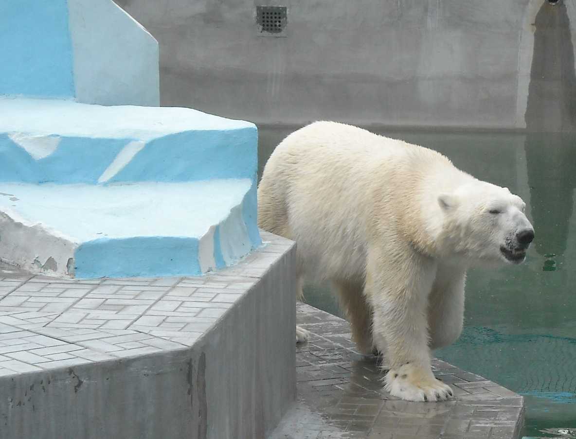   - Ursus maritimus  ( 9380) 