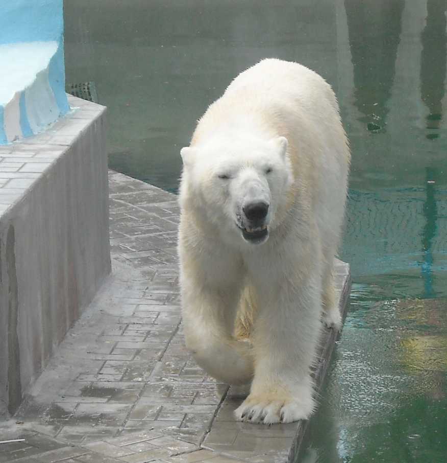   - Ursus maritimus  ( 9381) 