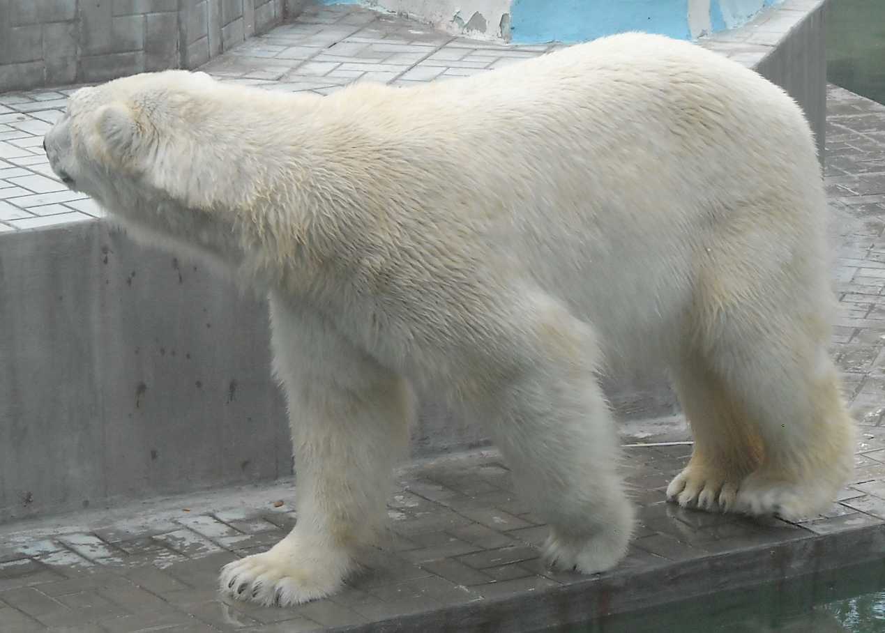   - Ursus maritimus  ( 9382) 