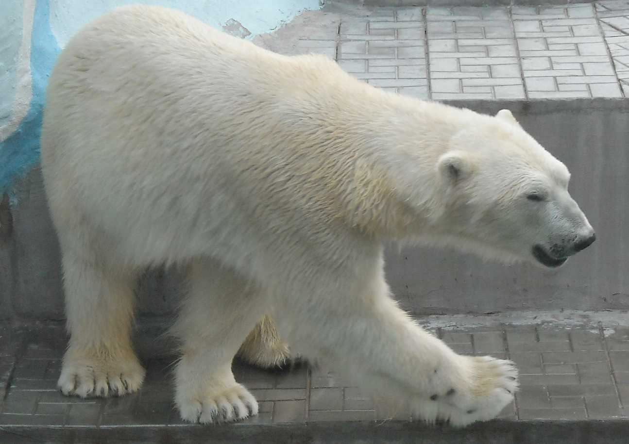   - Ursus maritimus  ( 9383) 