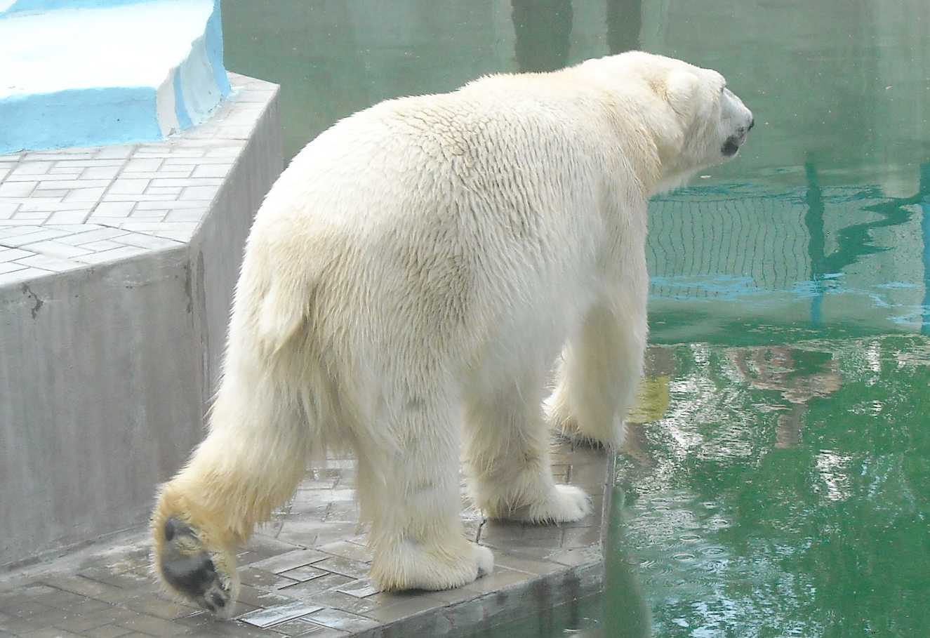   - Ursus maritimus  ( 9384) 