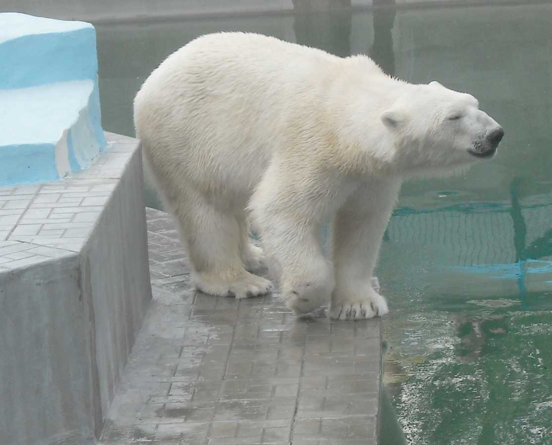   - Ursus maritimus  ( 9385) 