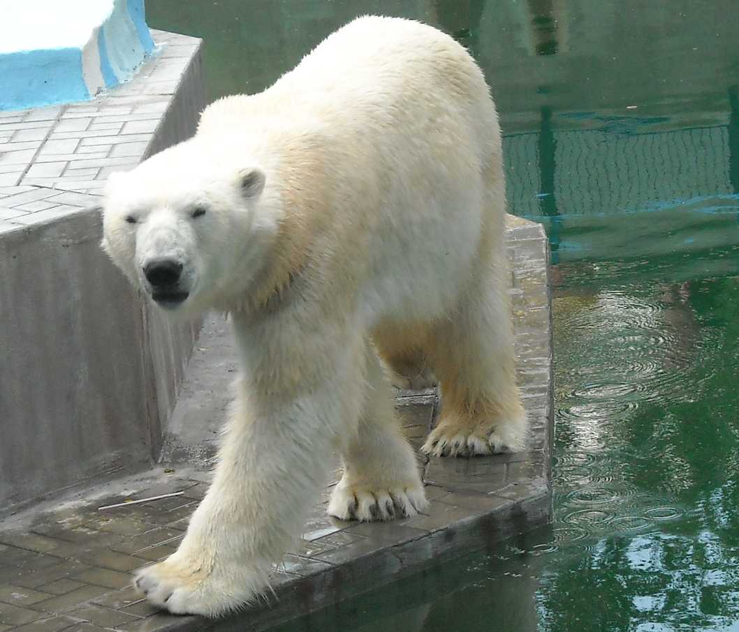   - Ursus maritimus  ( 9386) 