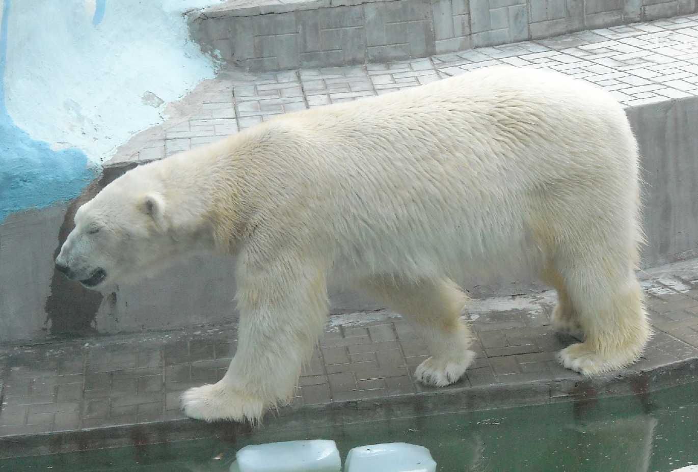   - Ursus maritimus  ( 9387) 