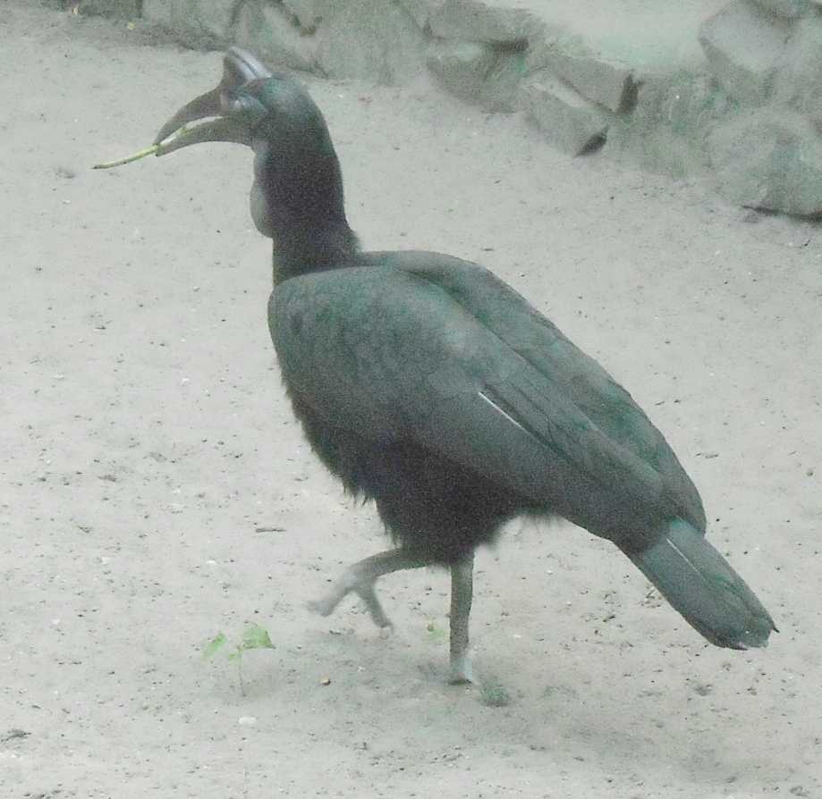    - Bucorvus abyssinicus  ( 9498) 