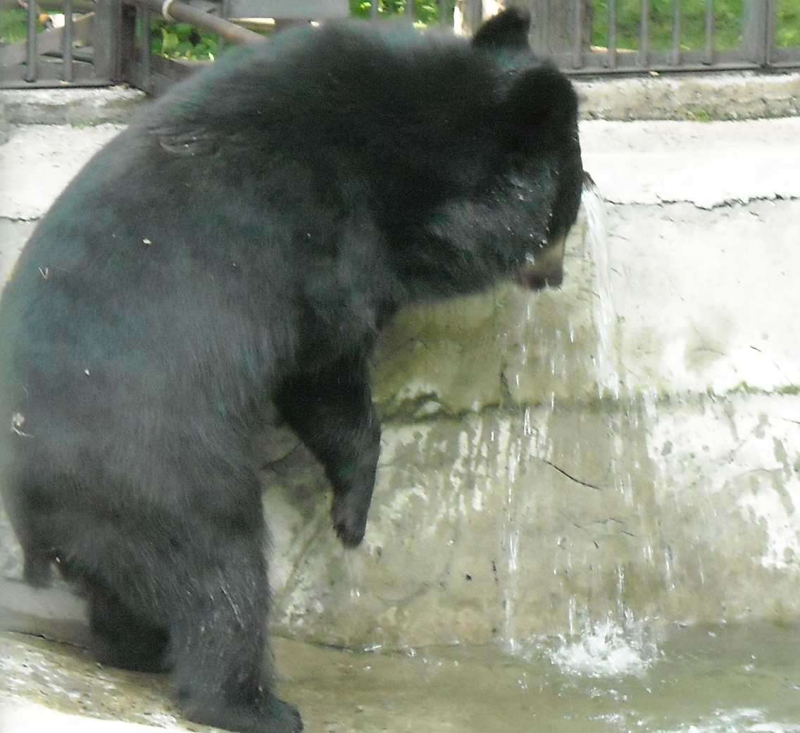    - Ursus thibetanus ussuricus  ( 9504) 
