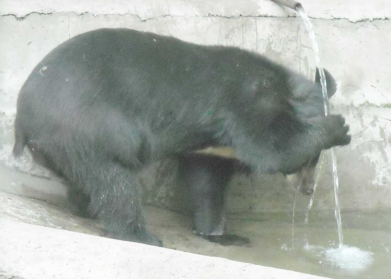   - Ursus thibetanus ussuricus  ( 9506) 
