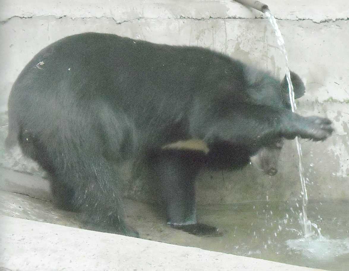    - Ursus thibetanus ussuricus  ( 9507) 
