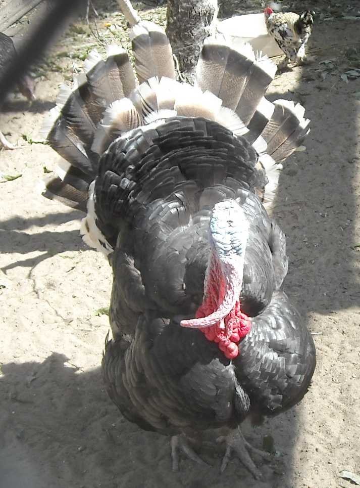   - Meleagris gallopavo dom.  ( 9587) 