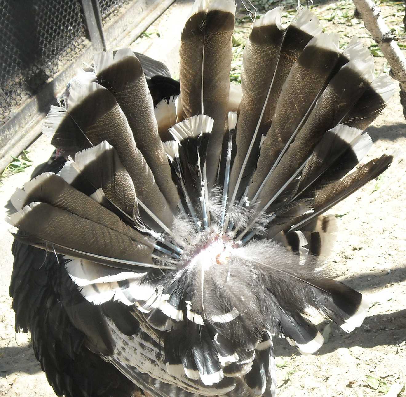   - Meleagris gallopavo dom.  ( 9588) 