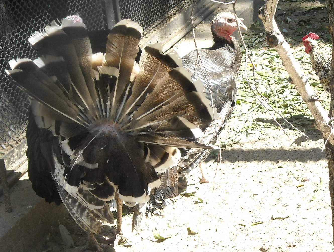   - Meleagris gallopavo dom.  ( 9589) 