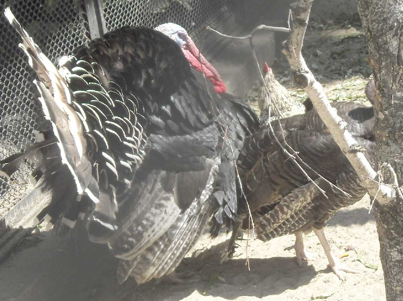   - Meleagris gallopavo dom.  ( 9590) 