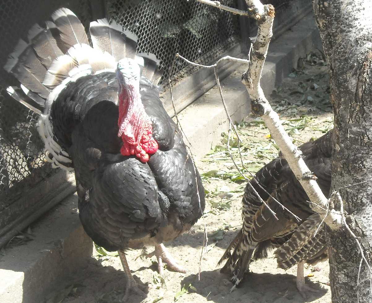   - Meleagris gallopavo dom.  ( 9591) 