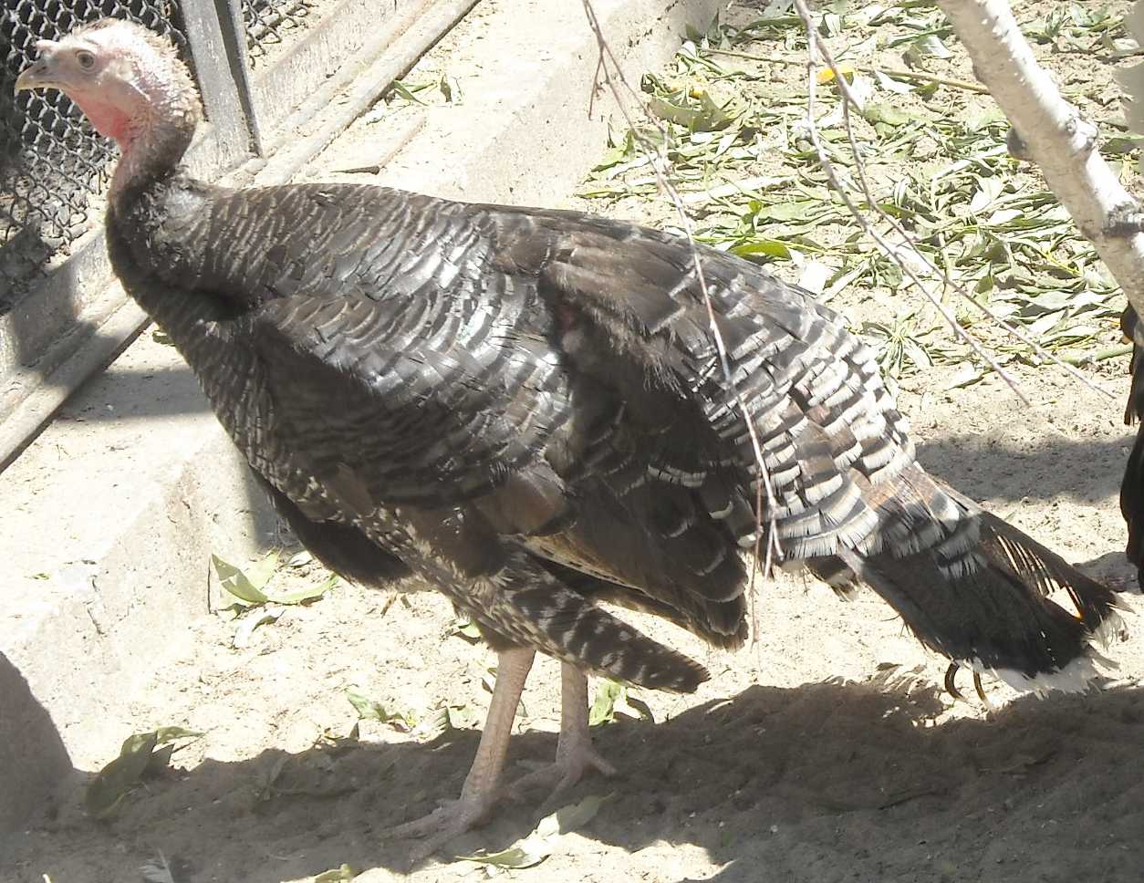   - Meleagris gallopavo dom.  ( 9592) 