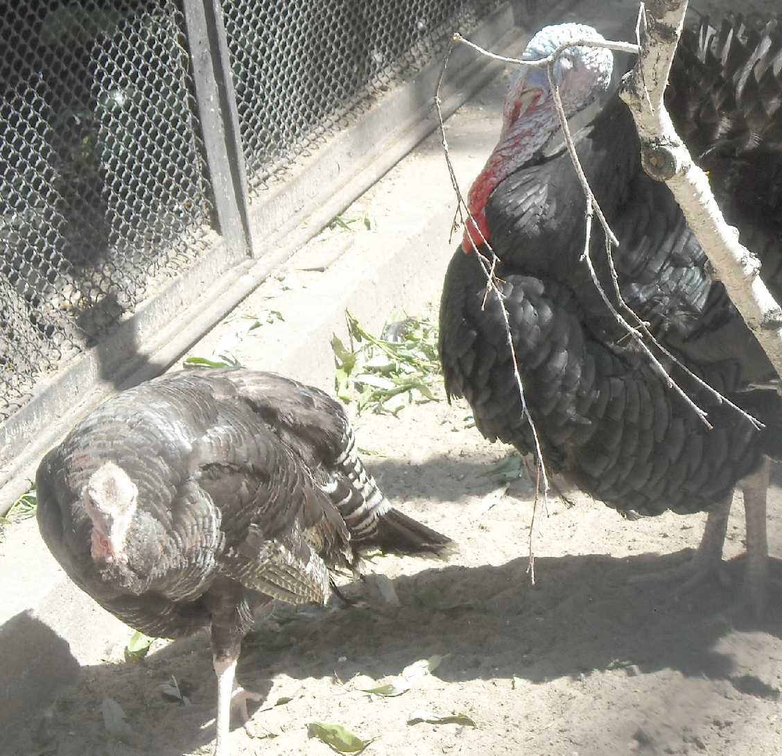   - Meleagris gallopavo dom.  ( 9593) 