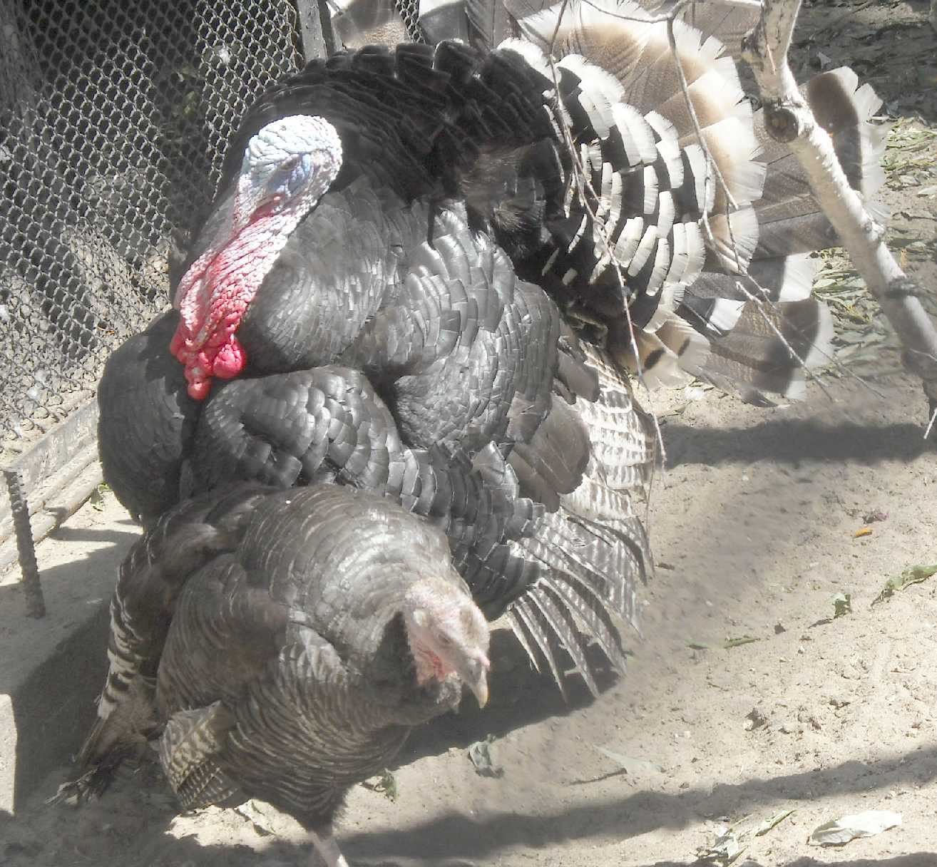   - Meleagris gallopavo dom.  ( 9594) 