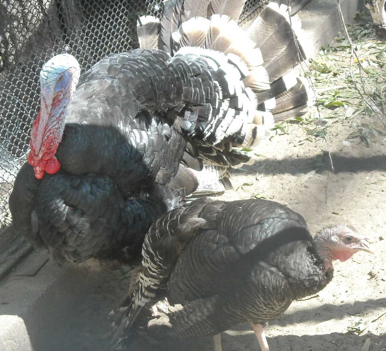   - Meleagris gallopavo dom.  ( 9595) 