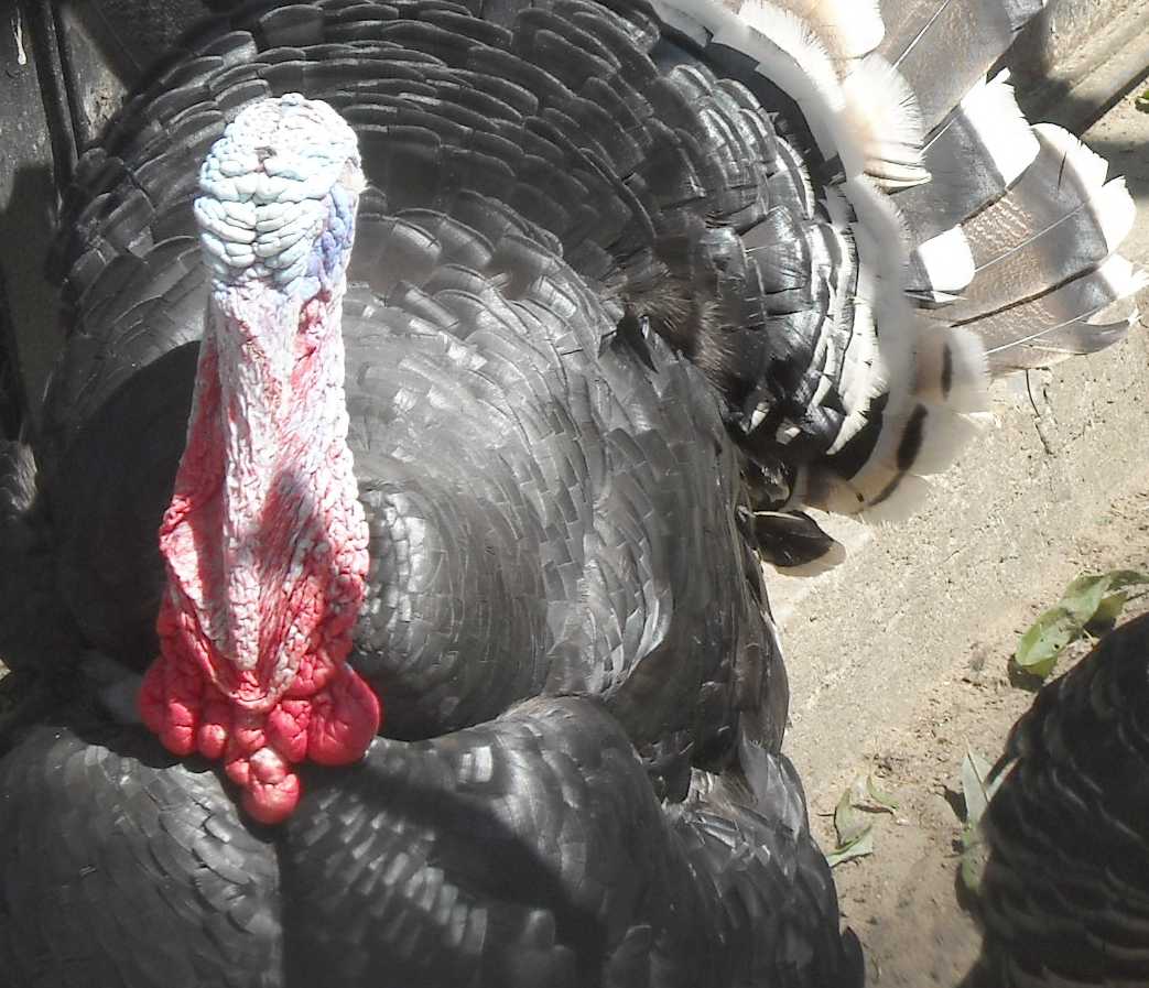   - Meleagris gallopavo dom.  ( 9596) 