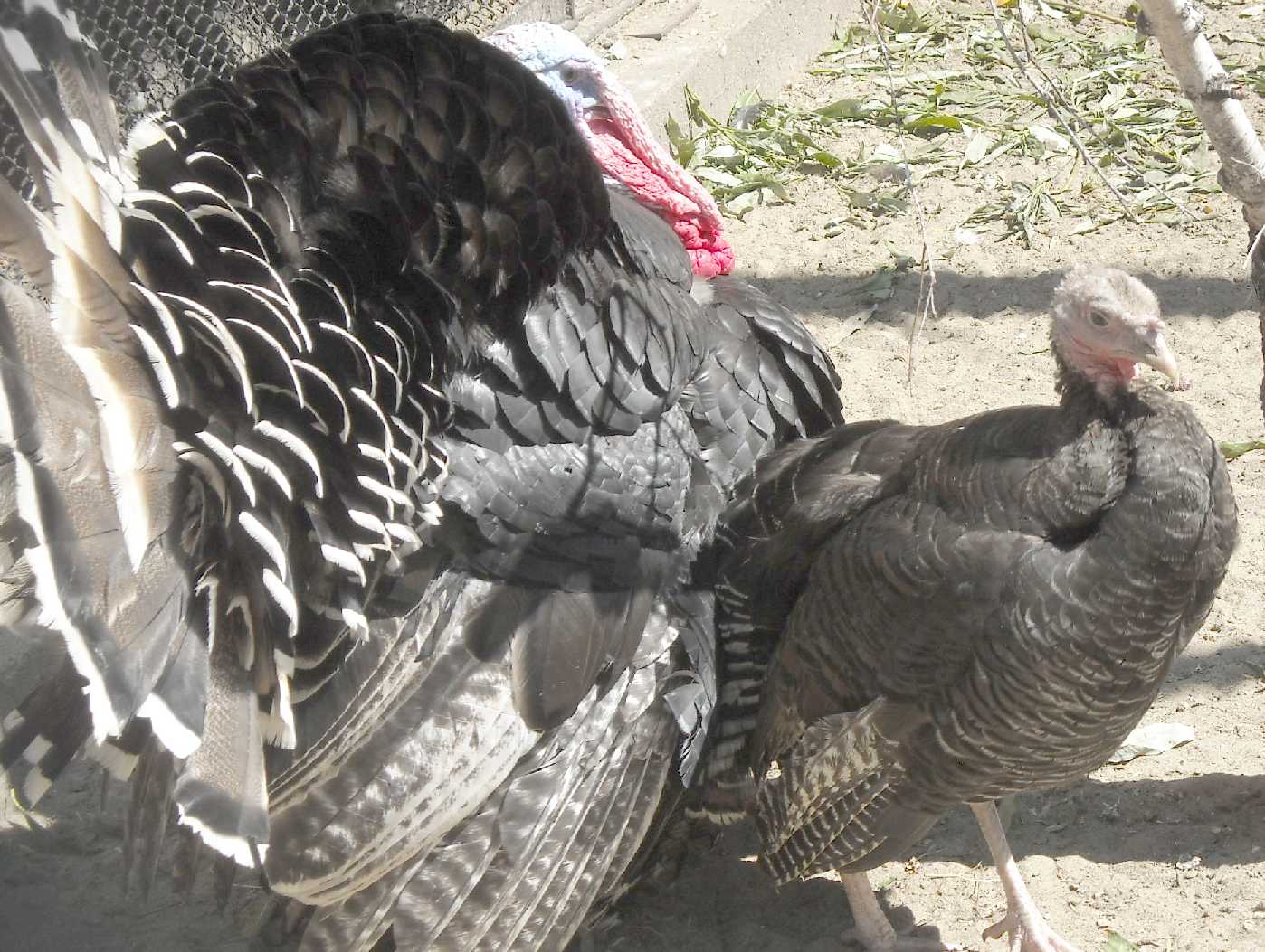   - Meleagris gallopavo dom.  ( 9597) 