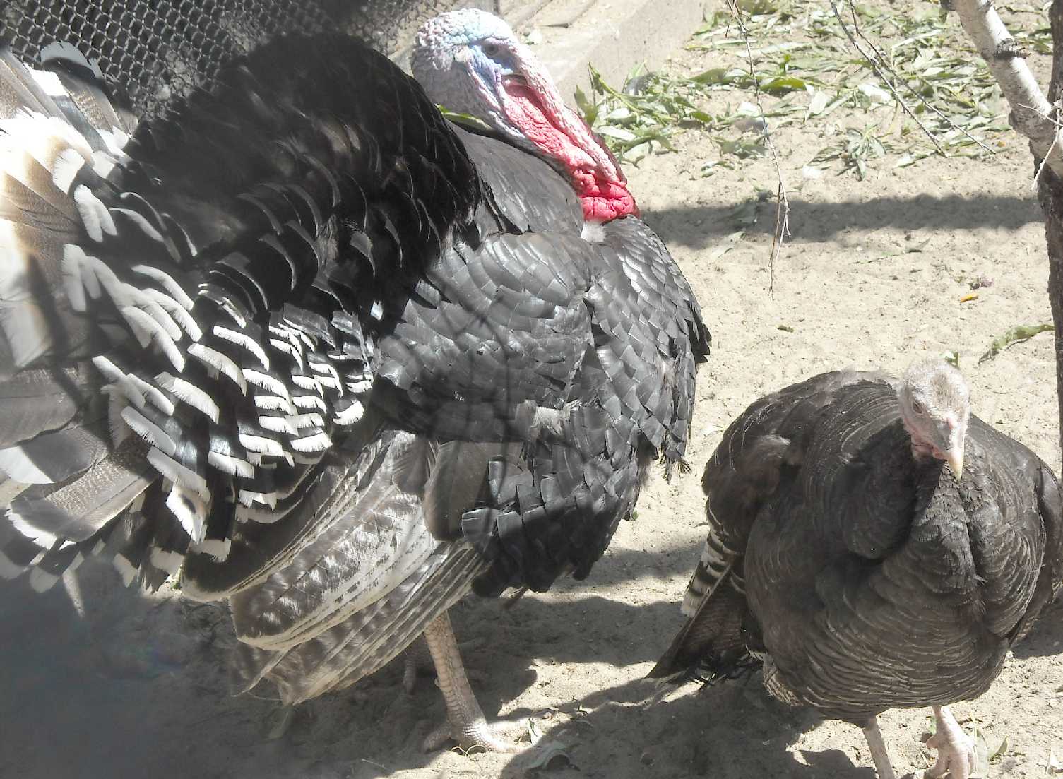   - Meleagris gallopavo dom.  ( 9598) 
