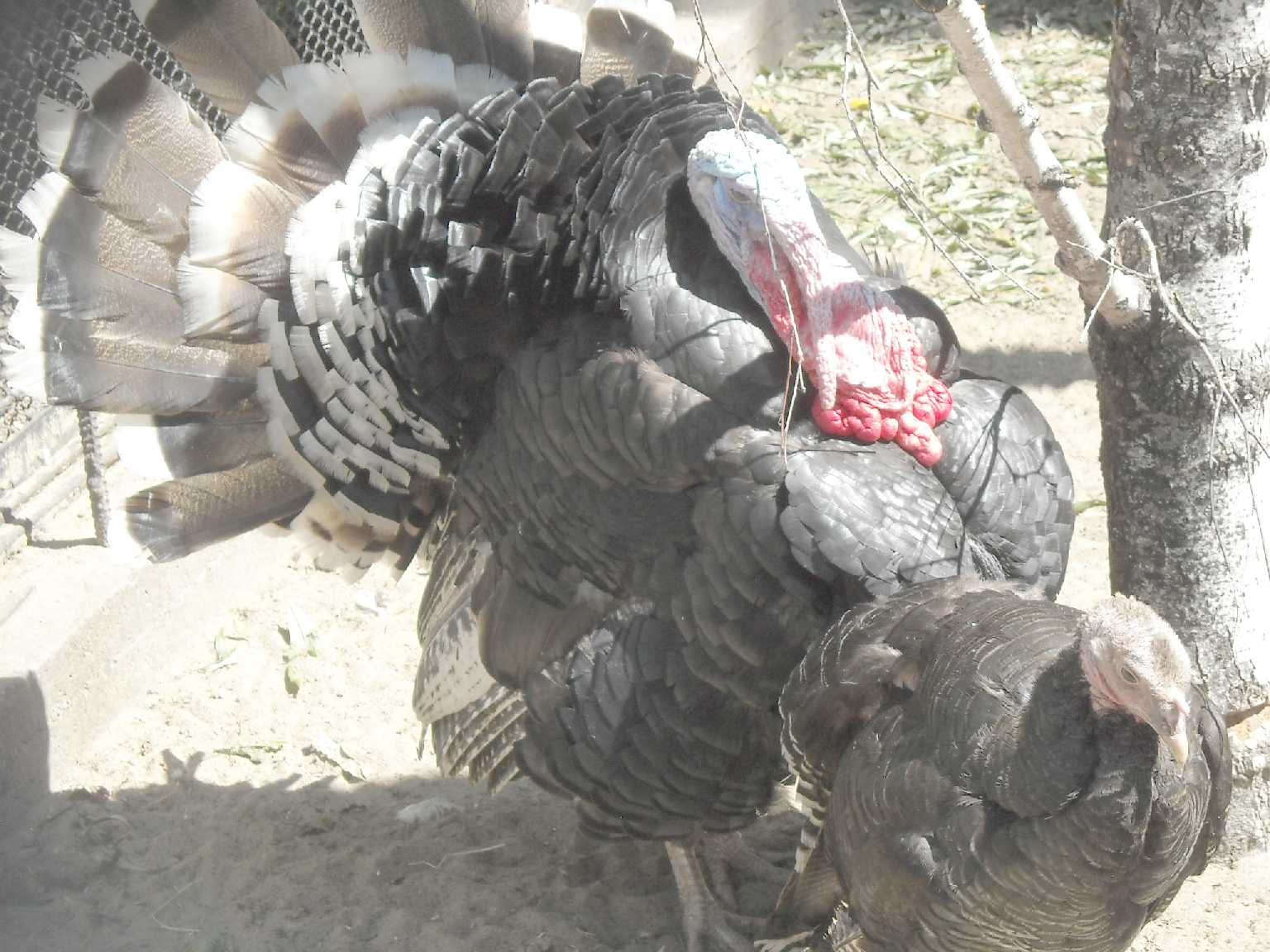   - Meleagris gallopavo dom.  ( 9599) 