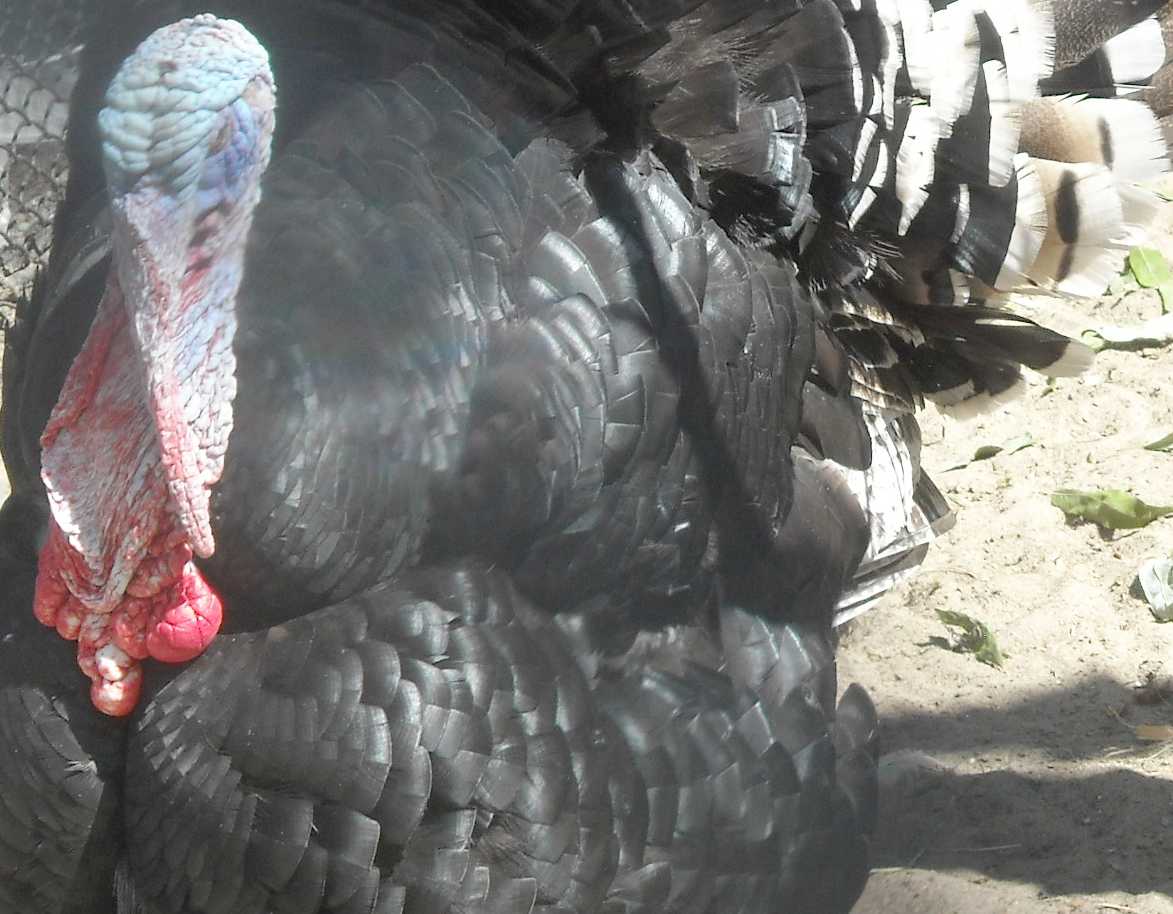   - Meleagris gallopavo dom.  ( 9600) 