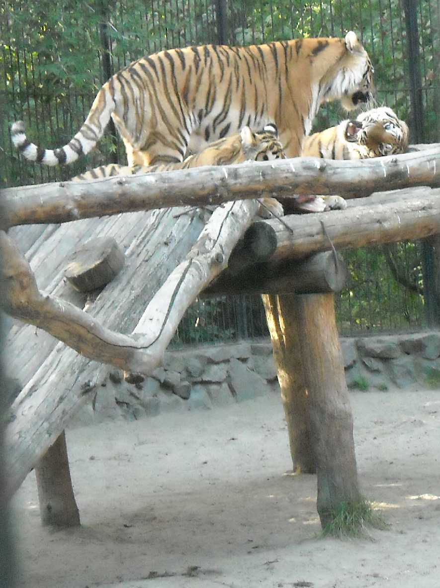   - Panthera tigris altaica  ( 9784) 