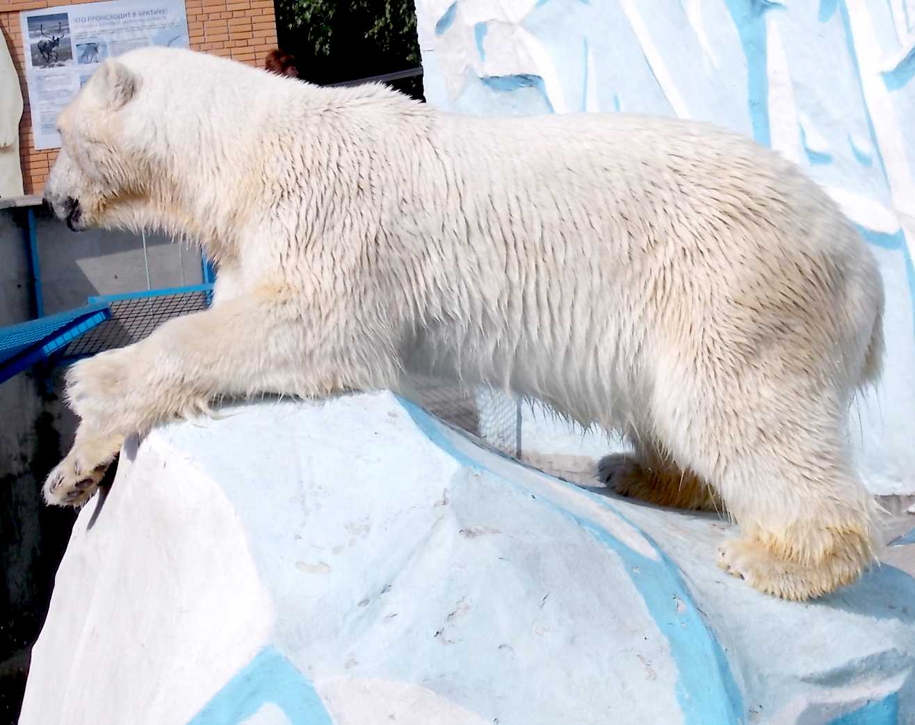   - Ursus maritimus  ( 9895) 