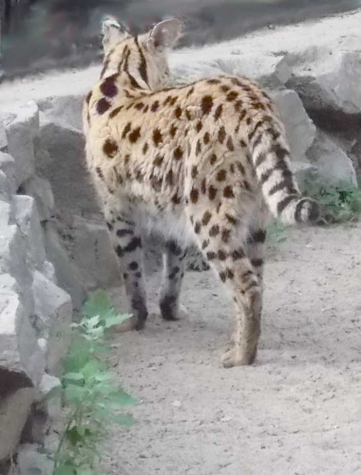  - Felis serval  ( 9915) 