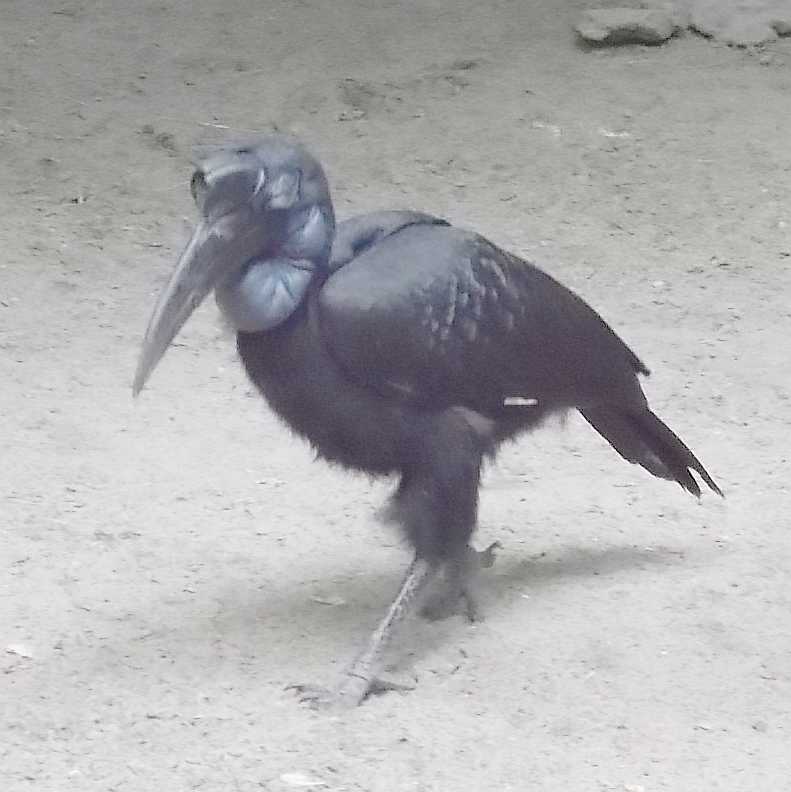    - Bucorvus abyssinicus  ( 9919) 