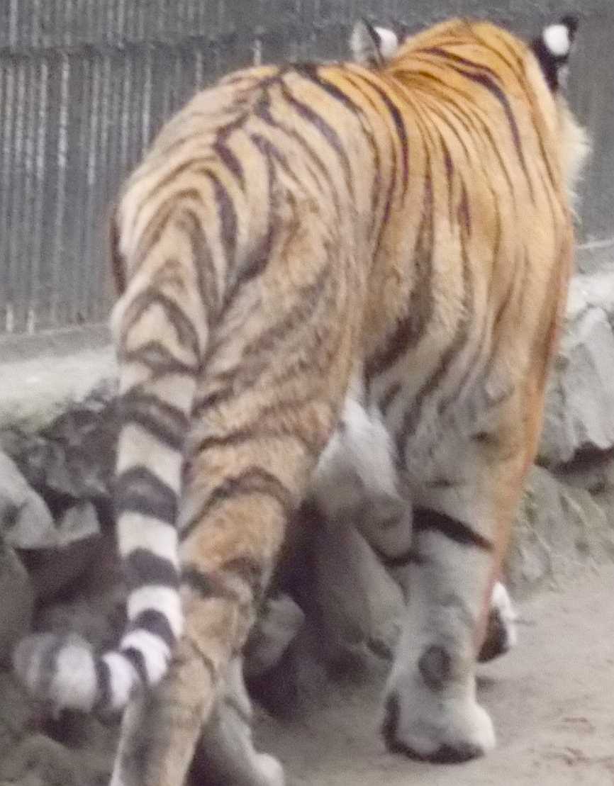   - Panthera tigris altaica  ( 9997) 