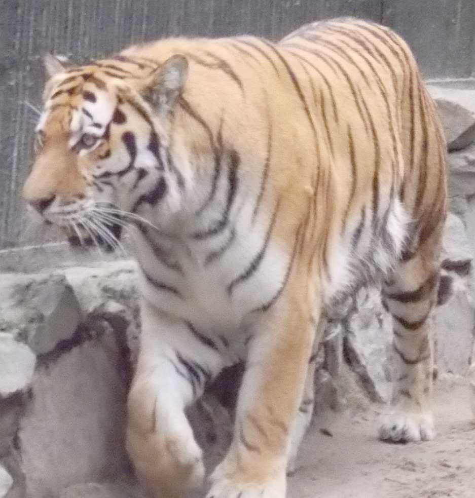   - Panthera tigris altaica  ( 9998) 