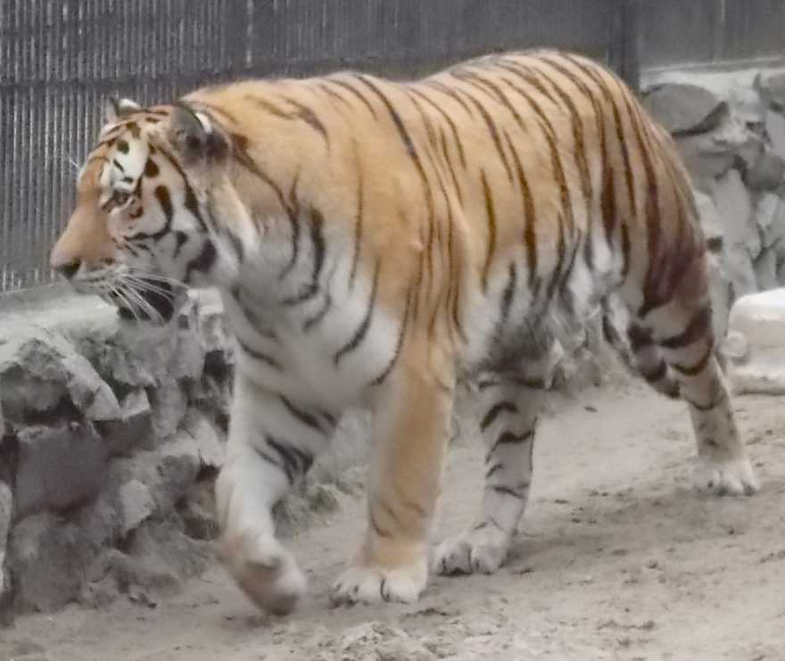   - Panthera tigris altaica  ( 9999) 